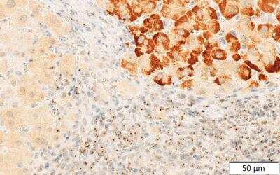 Immunohistochemistry-Paraffin: DDX24 Antibody [NB100-2226]