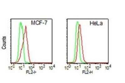Flow Cytometry: DDX3 Antibody (11F11D10) - BSA Free [NBP2-14848]