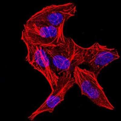 Immunofluorescence: DDX3 Antibody (3B9E3) - BSA Free [NBP2-52457]