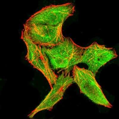 Immunofluorescence: DDX3 Antibody (3B9E3) - BSA Free [NBP2-52457]