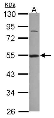 Western Blot: DDX39 Antibody [NBP2-16134]