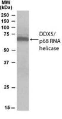 Western Blot: DDX5 Antibody [NB100-1410]
