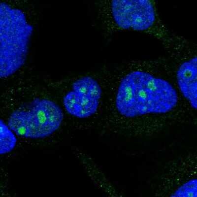 Immunocytochemistry/ Immunofluorescence: DDX50 Antibody [NBP1-83311]
