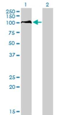 Western Blot: DDX54 Antibody (2H6) [H00079039-M01]