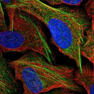 Immunocytochemistry/ Immunofluorescence: DDX59 Antibody [NBP2-13909]