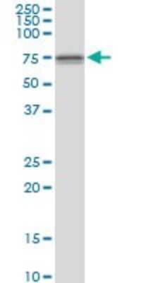 Western Blot: DDX59 Antibody [H00083479-B01P]