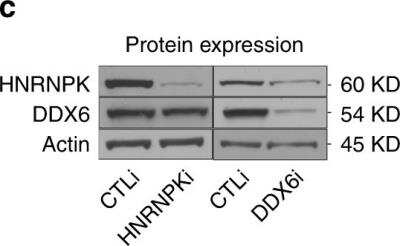 Knockdown Validated: DDX6 Antibody [NB200-192]