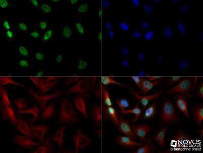 Immunocytochemistry/ Immunofluorescence: DEC1 Antibody - BSA Free [NB100-1800]