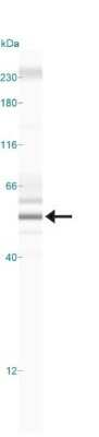 Simple Western: DEC1 AntibodyBSA Free [NB100-1800]