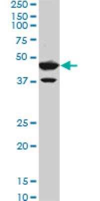 Western Blot: DEC1 Antibody (5B1) [H00008553-M01]