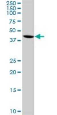 Western Blot: DEC1 Antibody (5B1) [H00008553-M01]