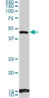 Western Blot: DEC1 Antibody (5B1) [H00008553-M01]