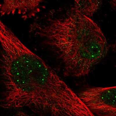 Immunocytochemistry/ Immunofluorescence: DEC1 Antibody [NBP2-47488]