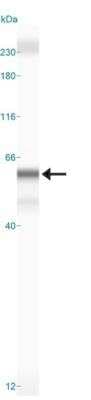 Simple Western: DEC2/SHARP1 AntibodyBSA Free [NBP1-19613]