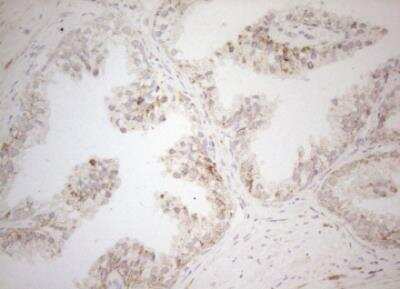 Immunohistochemistry-Paraffin: DECR1 Antibody (OTI4G4) [NBP2-46449]