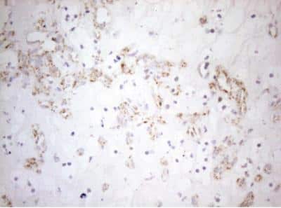 Immunohistochemistry-Paraffin: DECR1 Antibody (OTI4G4) [NBP2-46449]