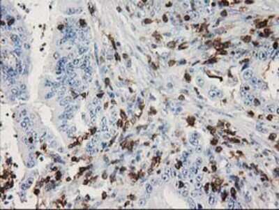 Immunohistochemistry-Paraffin: DEF8 Antibody (OTI4B6) [NBP2-00574]