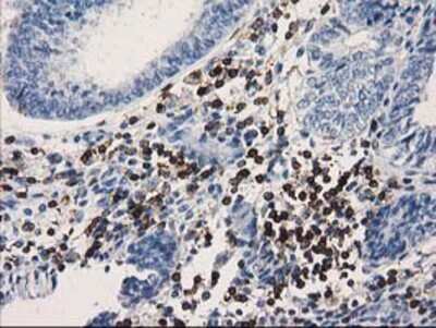 Immunohistochemistry-Paraffin: DEF8 Antibody (OTI4B6) [NBP2-00574]