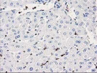 Immunohistochemistry-Paraffin: DEF8 Antibody (OTI4B6) [NBP2-00574]
