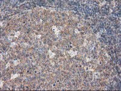 Immunohistochemistry-Paraffin: DEF8 Antibody (OTI4B6) [NBP2-00574]