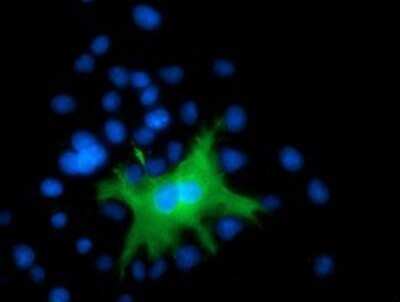 Immunocytochemistry/ Immunofluorescence: DEF8 Antibody (OTI4B6) - Azide and BSA Free [NBP2-71969]
