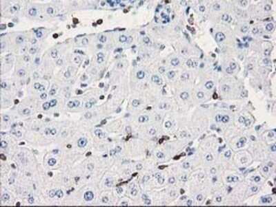 Immunohistochemistry: DEF8 Antibody (OTI4B6) - Azide and BSA Free [NBP2-71969]