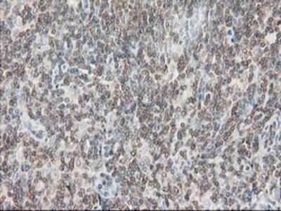 Immunohistochemistry: DEF8 Antibody (OTI4B6) - Azide and BSA Free [NBP2-71969]