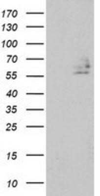 Western Blot: DEF8 Antibody (OTI4B6)Azide and BSA Free [NBP2-71969]