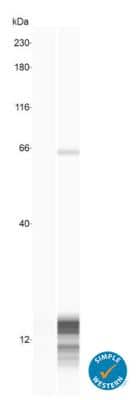 Simple Western: DEFA6 Antibody [NBP1-84281]