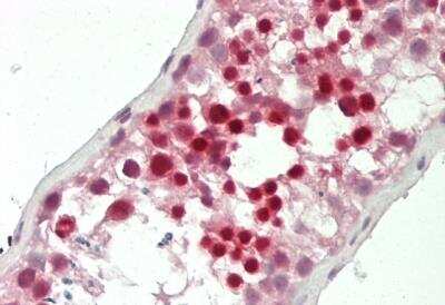 Immunohistochemistry-Paraffin: DEFB129 Antibody [NBP2-82832]