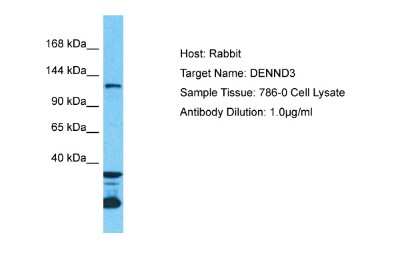 Western Blot: DENND3 Antibody [NBP2-84774]