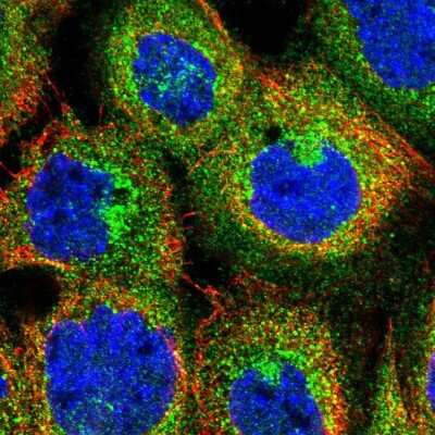 Immunocytochemistry/ Immunofluorescence: DENND4C Antibody [NBP1-90788]