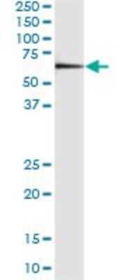 Immunoprecipitation: DEPDC7 Antibody (4D9) [H00091614-M01]