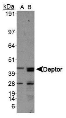 Western Blot: DEPTOR/DEPDC6 AntibodyBSA Free [NBP1-49674]