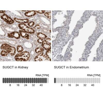 Immunohistochemistry-Paraffin: DERP13 Antibody [NBP1-84271]