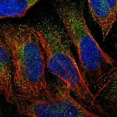 Immunocytochemistry/ Immunofluorescence: DERP6 Antibody [NBP1-85250]