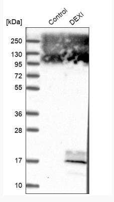 Western Blot: DEXI Antibody [NBP1-81015]
