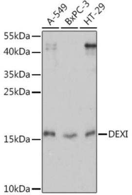 Western Blot: DEXI AntibodyAzide and BSA Free [NBP2-92195]