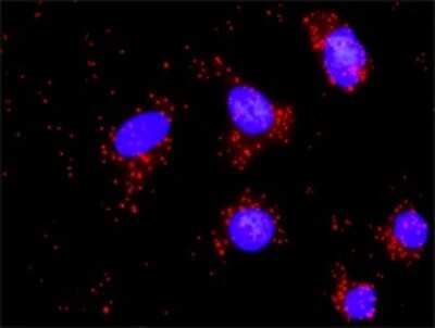 Proximity Ligation Assay: DFF45/ICAD Antibody (3A11) [H00001676-M05]