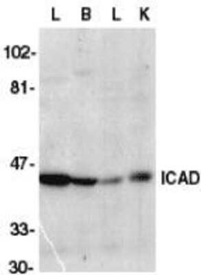 Western Blot: DFF45/ICAD AntibodyBSA Free [NBP1-76471]