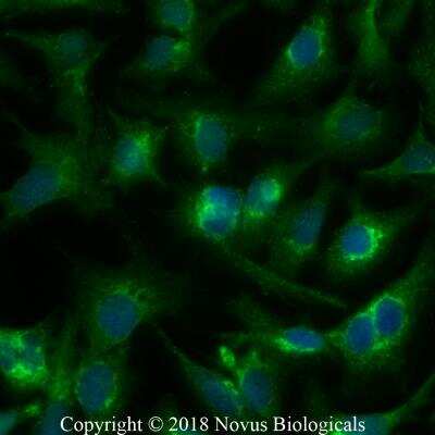 Immunocytochemistry/ Immunofluorescence: DGAT1 Antibody - BSA Free [NB110-41487]