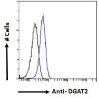 Flow Cytometry: DGAT2 Antibody [NB100-57851]