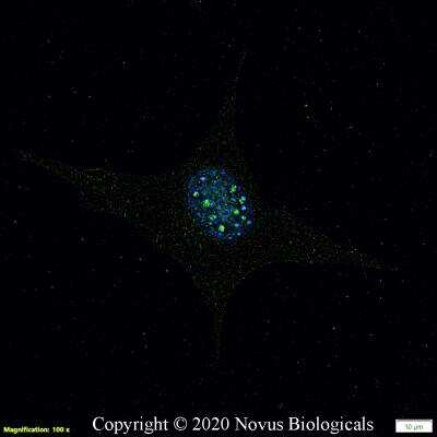 Immunocytochemistry/ Immunofluorescence: DGAT2 Antibody - BSA Free [NBP3-05769]