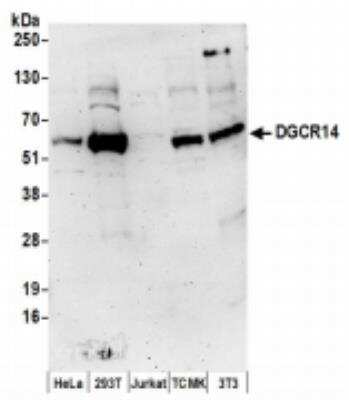 Western Blot: DGCR14 Antibody [NBP2-36530]
