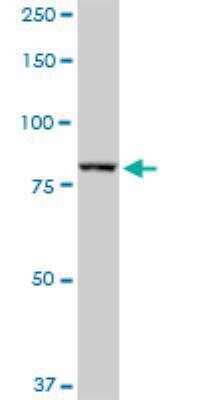 Western Blot: DGCR8 Antibody [H00054487-D01P]