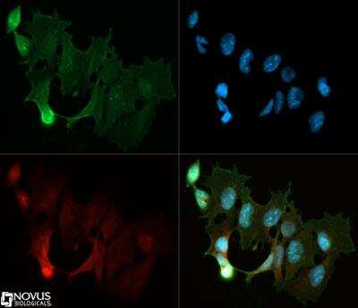 Immunocytochemistry/ Immunofluorescence: DGCR8 knockout Mouse embryonic stem cells [NBA1-19349]