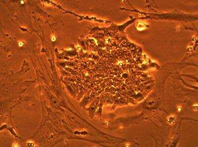 In vitro assay: DGCR8 knockout Mouse embryonic stem cells [NBA1-19349]