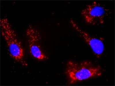 Proximity Ligation Assay: DGK-alpha Antibody (2B7) [H00001606-M02]