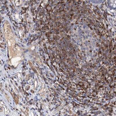 Immunohistochemistry-Paraffin: DGK-alpha Antibody [NBP2-13916]