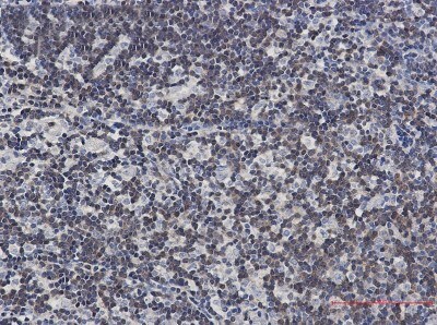 Immunohistochemistry-Paraffin: DGK-alpha Antibody (S06-6H4) [NBP3-19856]